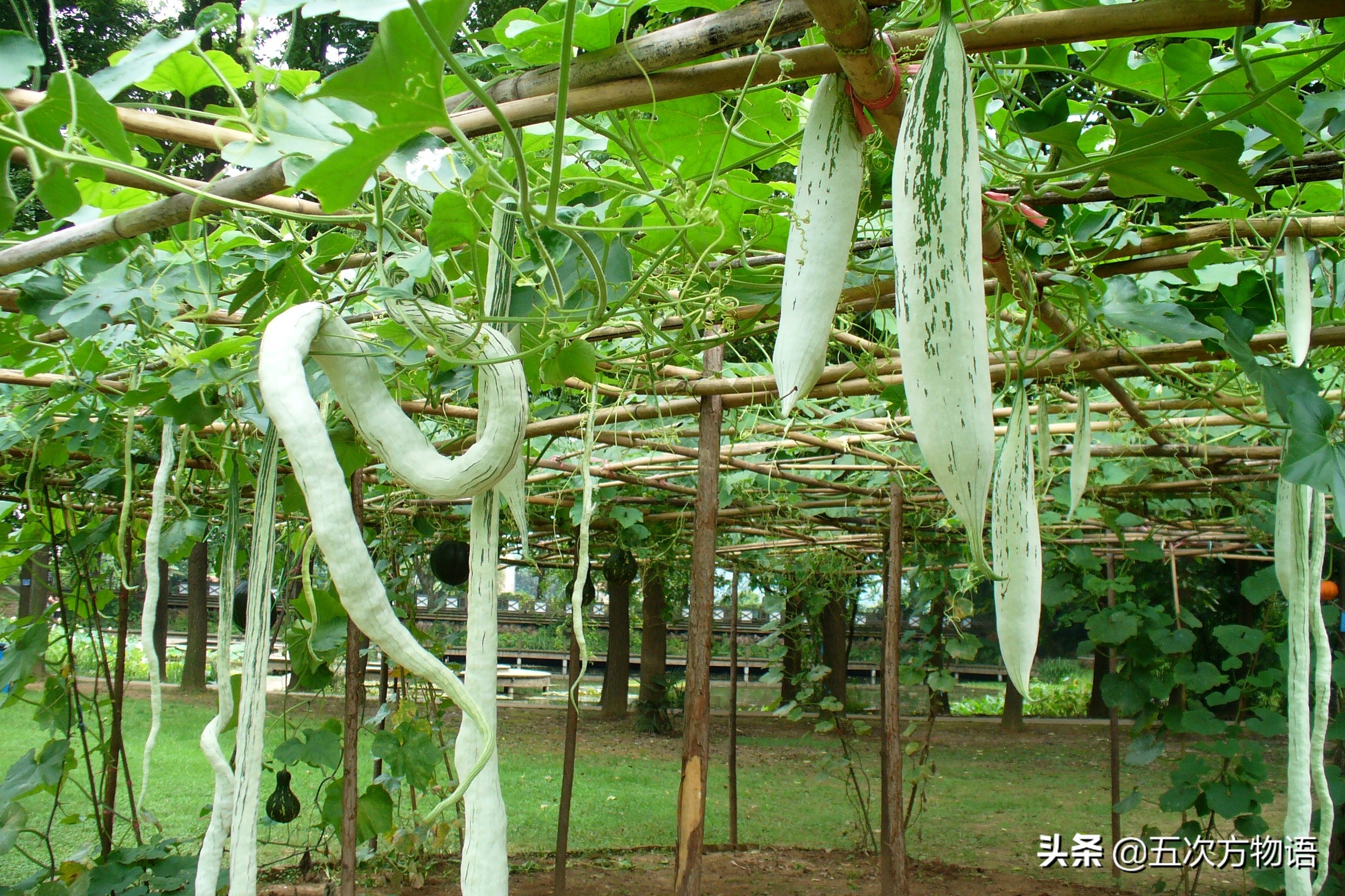 葫芦科蔬菜特点图,葫芦类蔬菜有哪些