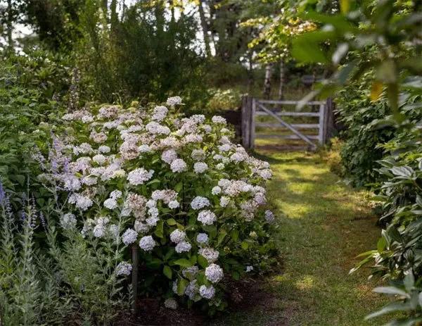 花园设计前沿趋势|14种澳洲庭院花园类型（上篇），全面细致