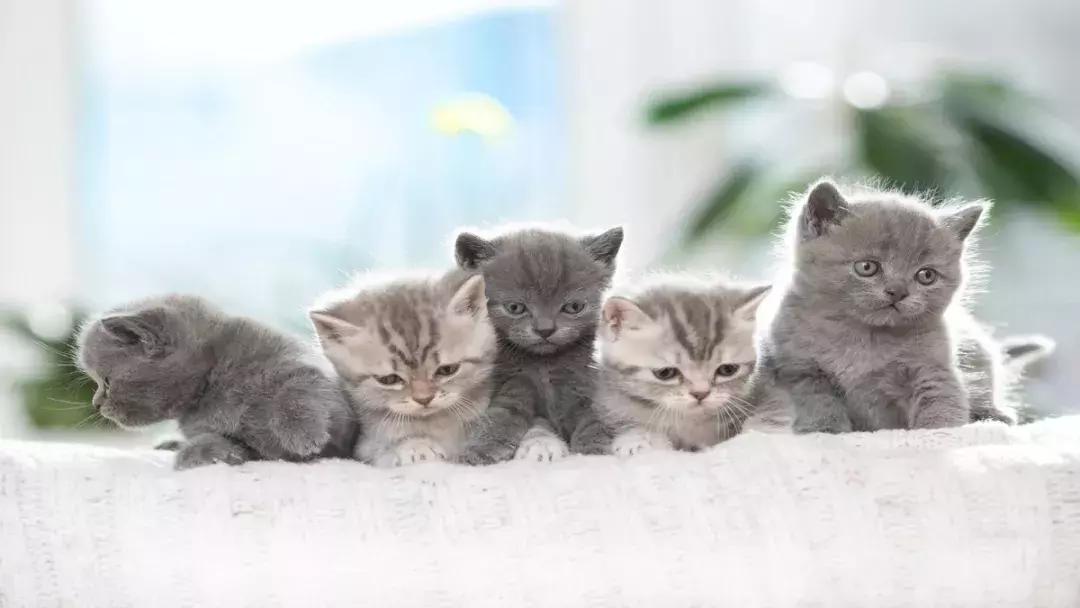 猫咪刚生完宝宝的注意事项,家里的猫咪生宝宝