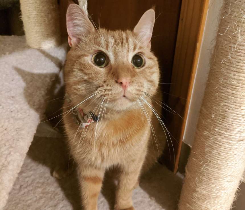 怎么让小猫猫笑,怎么让猫爱上你猫语