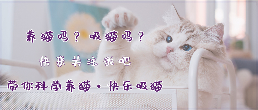 哪些养猫行为让猫痛苦,哪些养猫行为其实让猫承受痛苦