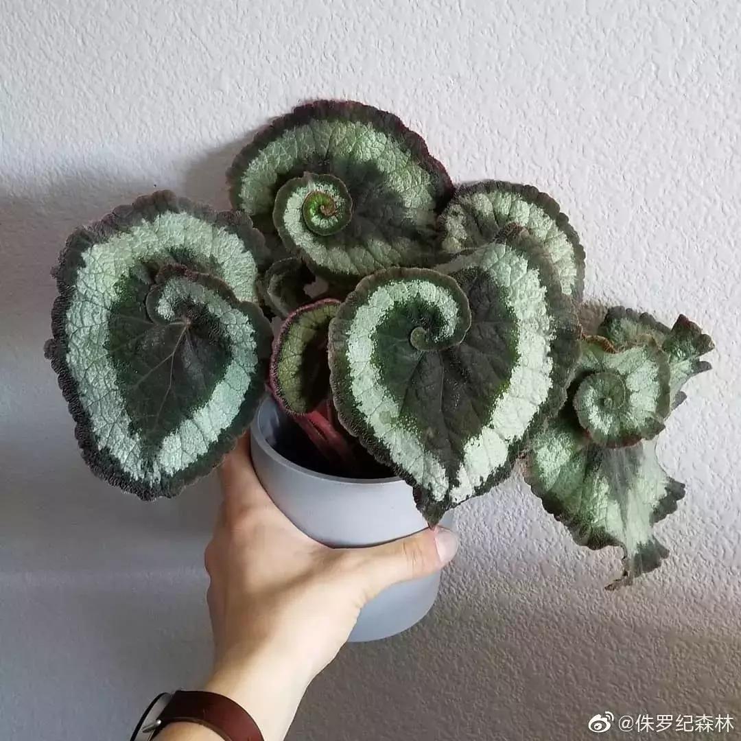 当你觉得人生卡住了，我建议你看看他们