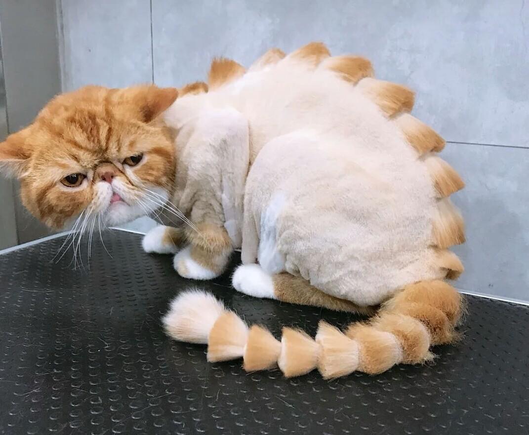 给猫咪剃毛会有哪些危害,一年的猫咪掉毛很严重需求剃毛吗