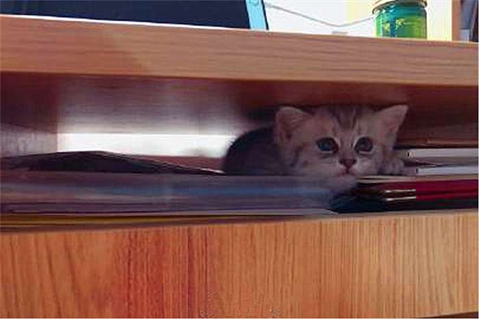 奶猫无处不能睡，铲屎官还忧心爱猫健康，检查后才知只是贪睡
