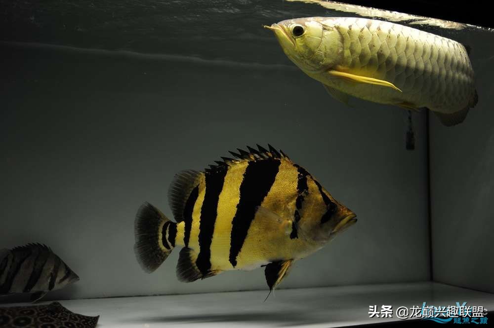 泰国虎鱼和中国虎鱼区分,三纹印尼虎鱼与泰虎鱼的区分