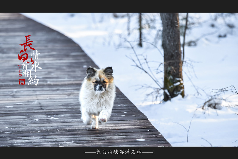 冰雪总动员简介,冰雪总动员