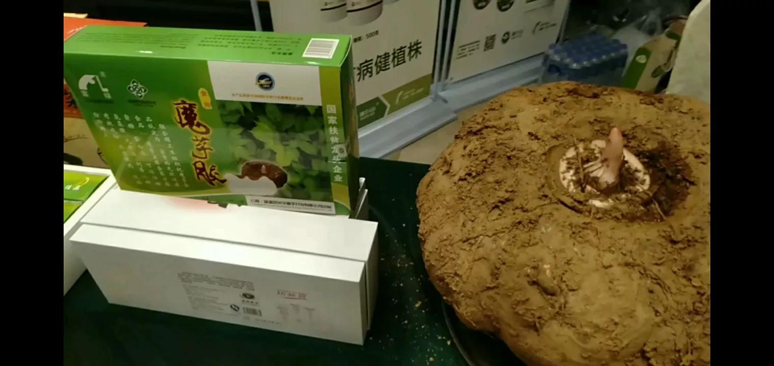 魔芋种植近几年价格变化,魔芋价值低迷种植前景还行吗