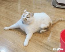 猫咪不出门需求驱虫吗,不出门的猫咪还用驱虫吗