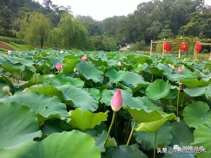 番禺莲花山有什么,莲花山上哪座莲花最多