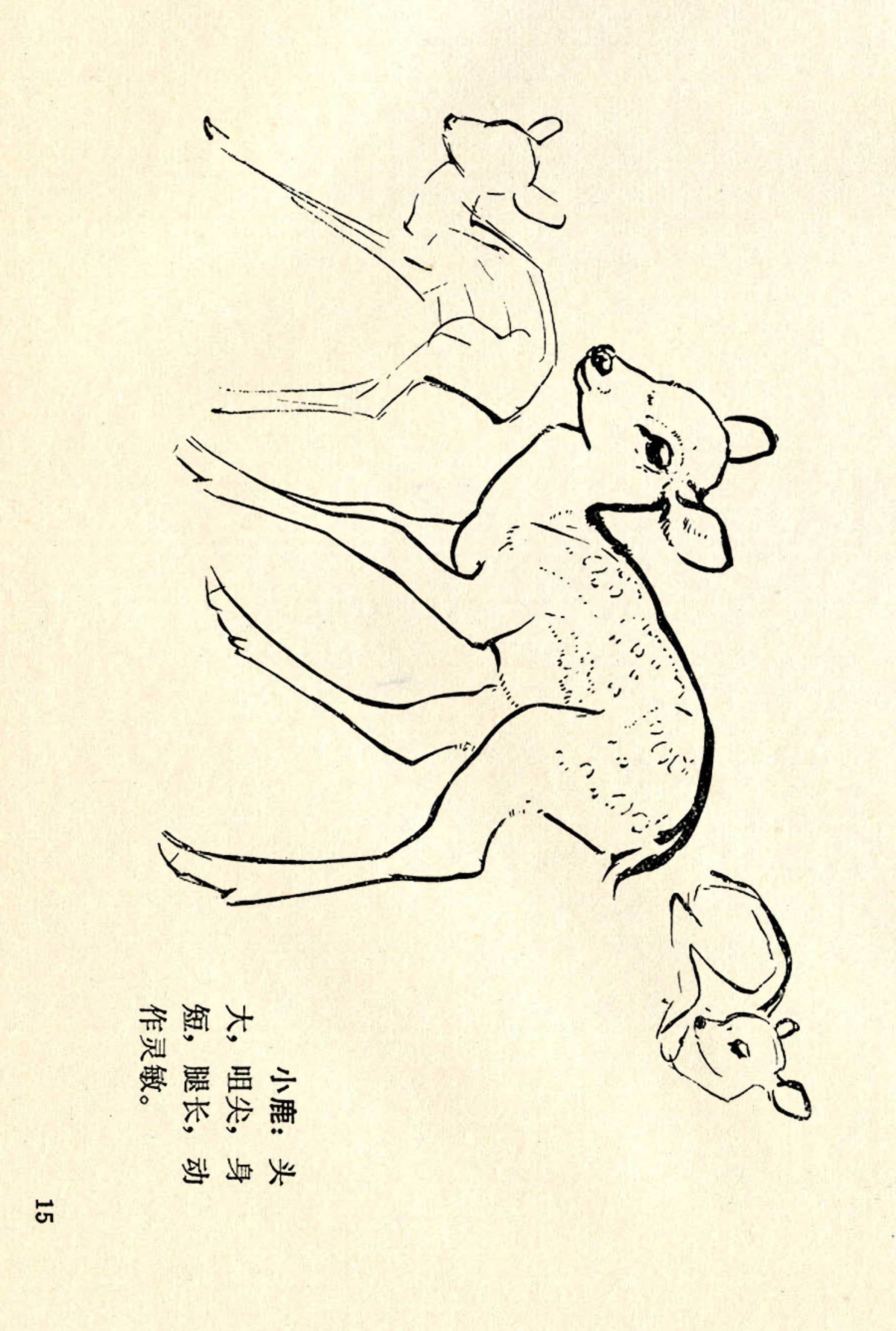 刘继卣画的学习方法,刘继卣动物插画