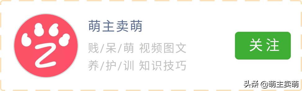 狗狗流清鼻涕是什么预兆,狗狗吹空调流清鼻涕