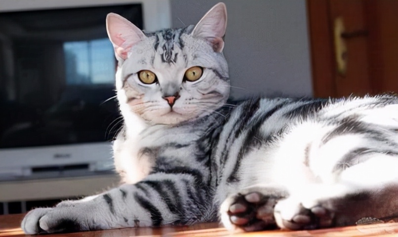 给猫咪剃毛会有哪些危害,一年的猫咪掉毛很严重需求剃毛吗