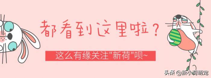 拉布拉多头顶突然长出大包，主人以为是肿瘤，听到医生的话却笑了