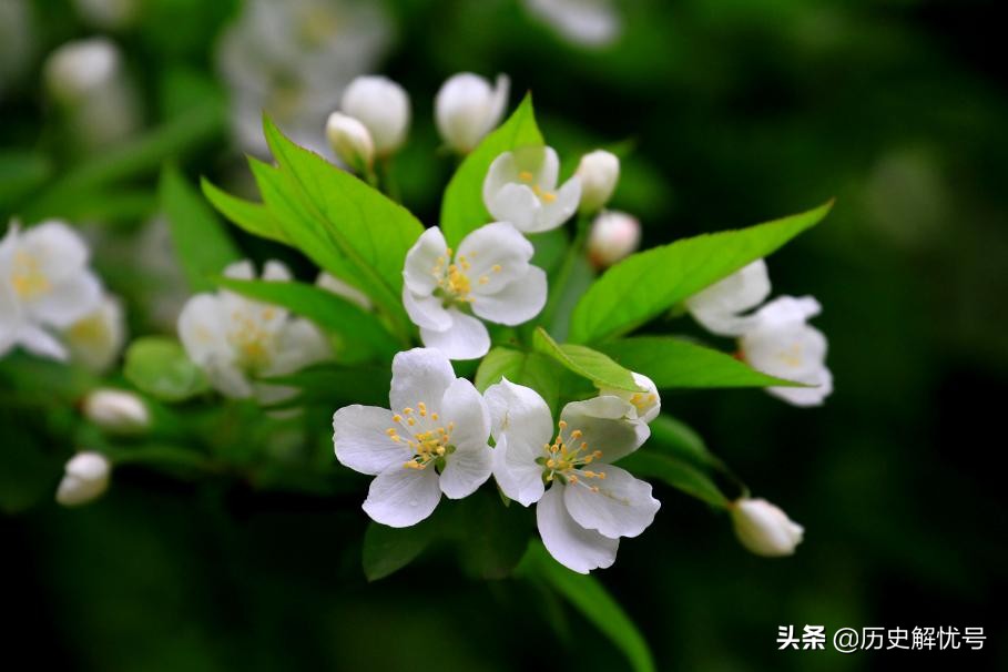 一树梨花压海棠是不是苏轼写的,一树梨花压海棠是苏轼的诗吗