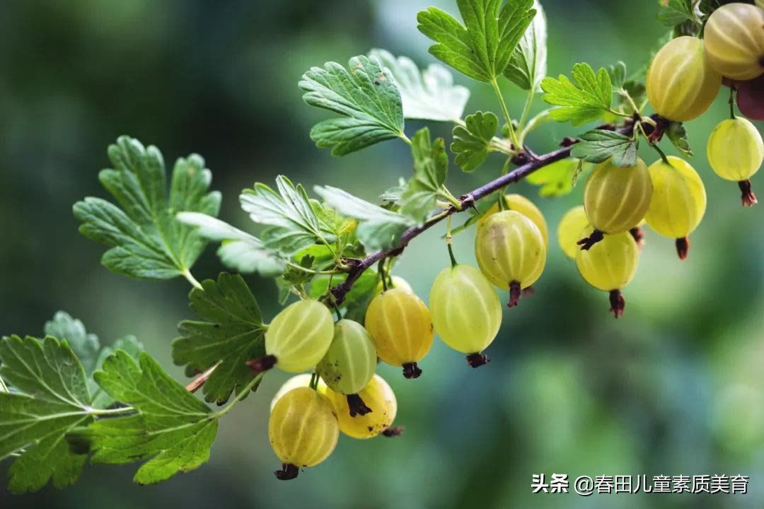 教程|适用于三年级以上—少儿美术课程《灯笼果》