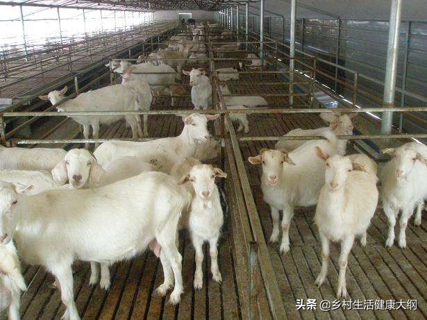 老羊体形瘦是怎么回事,羊瘦弱怎么解决