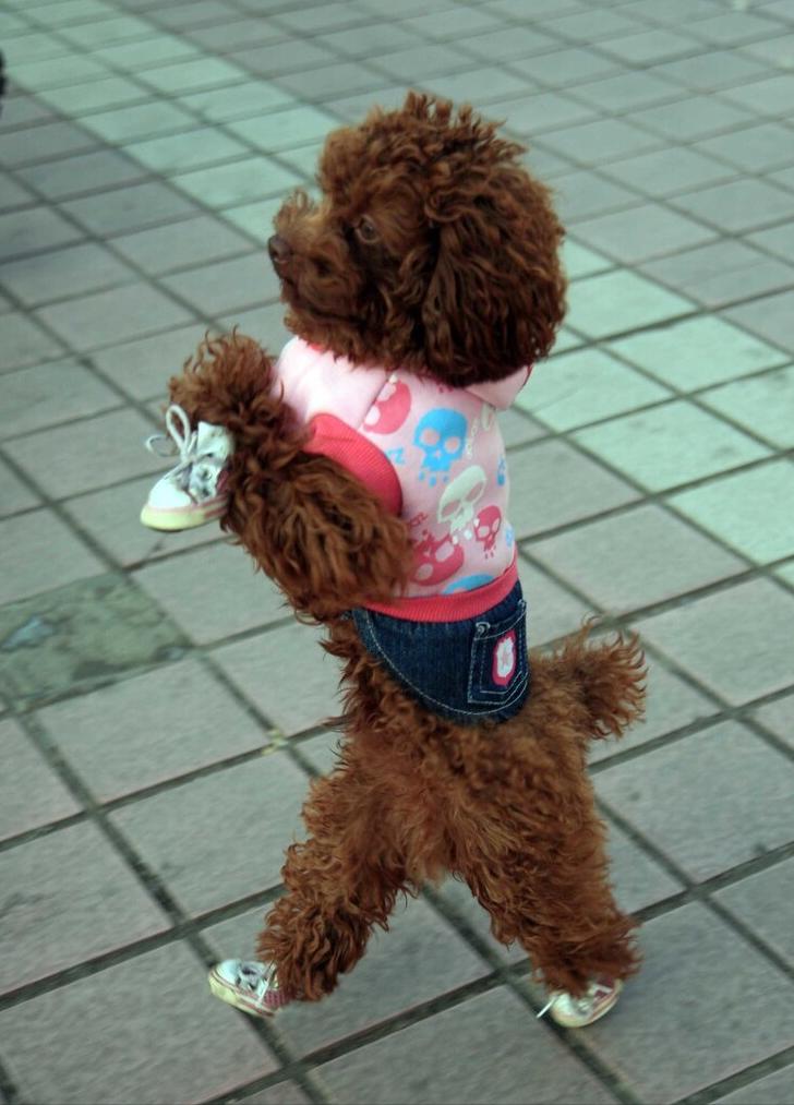 新手养泰迪犬要注意些什么,养泰迪犬需求注意啥