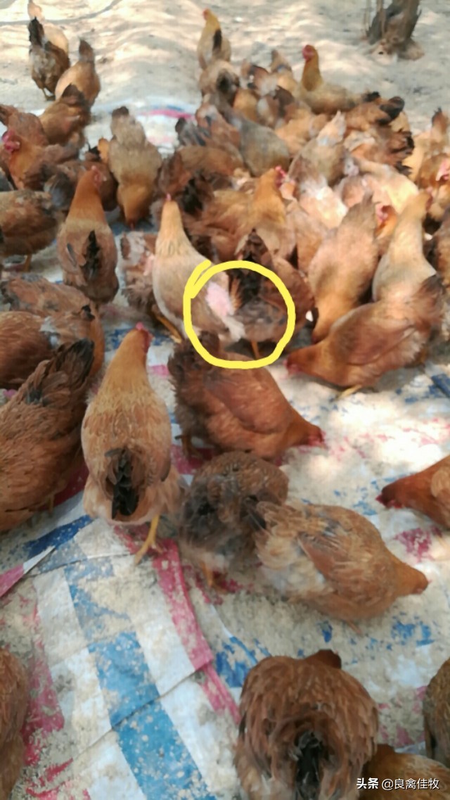 饲养的鸡总啄毛怎么办,养殖鸡老是啄脖子是怎么回事