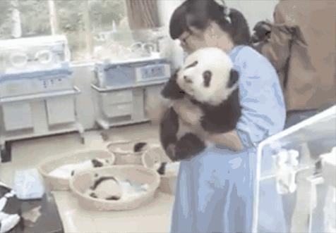 日本看熊猫真的需求抽签吗,日本摇号看大熊猫