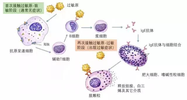 过敏原检测真的靠谱吗,小孩过敏咳嗽需求查过敏源吗