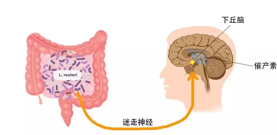 让自闭症小鼠告别“社恐”，仅需一瓶乳酸菌？
