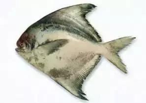 高档海鲜鱼类大全,常见的45种海鲜大全图解