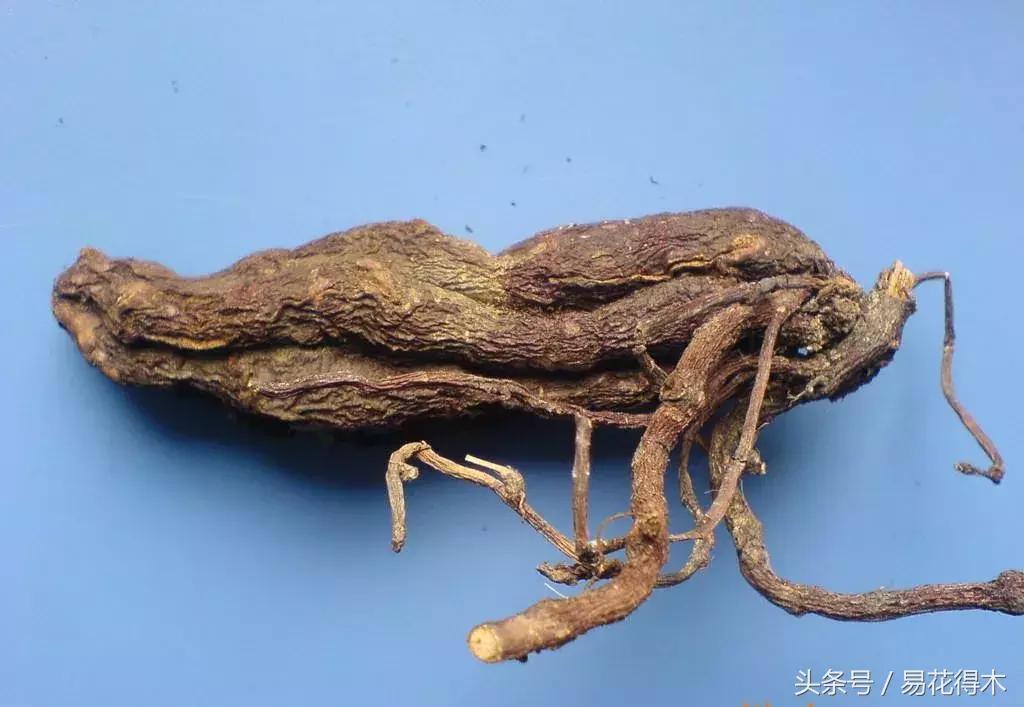 山乌龟怎么养才长得好看,山乌龟大小有区分吗怎么养