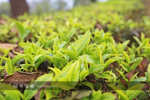 沧源，云南一个神秘的地方