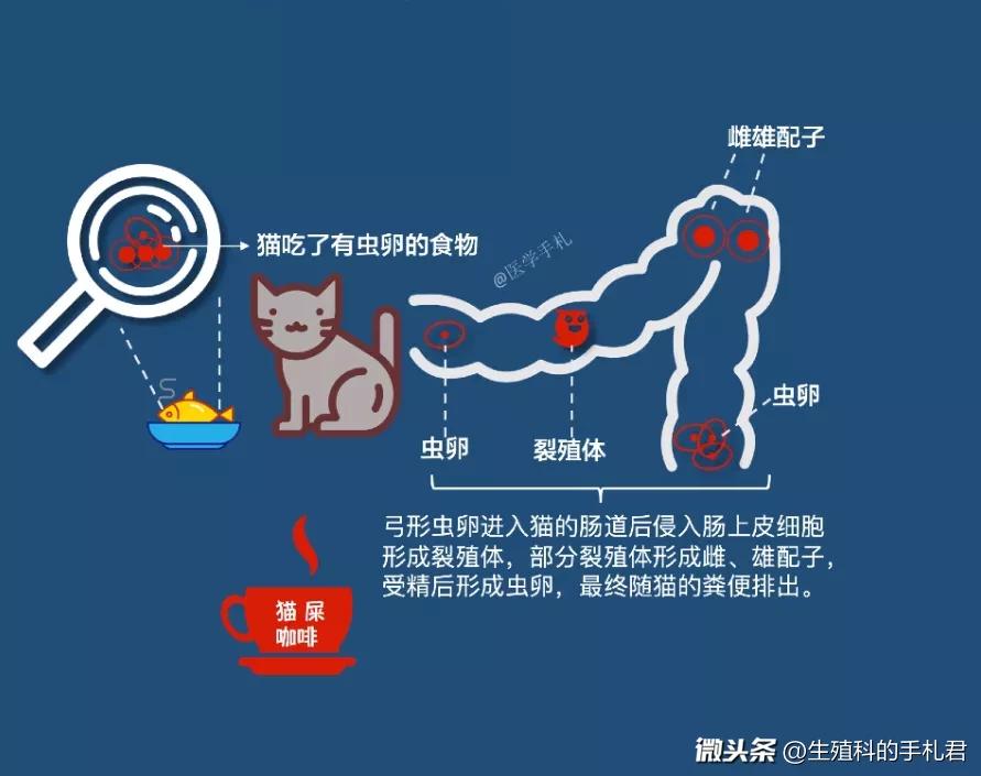 怀孕养宠物猫狗有影响吗,怀孕后不能养狗狗狗送哪去