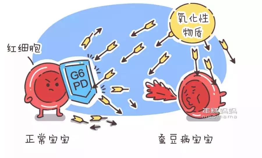 蚕豆的功效与作用哪类人不能吃,蚕豆易消化吗六种人不宜吃蚕豆