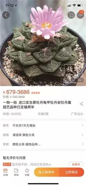 注意！部分“海淘”多肉植物可令人产生幻觉、精神混乱