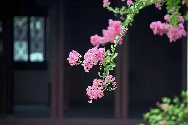青梅的诗句古诗,青梅古诗其二