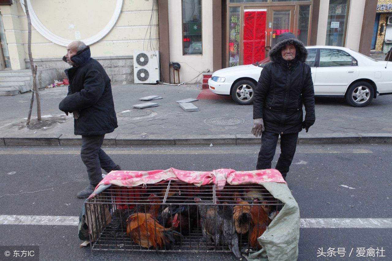 有了这十种散养鸡的出售方法，养鸡赚钱是肯定的