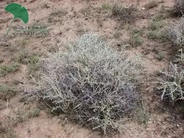 骆驼独有的营养,骆驼在沙漠吃食物视频
