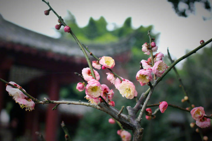 关于春天古诗词鉴赏和赏析,描写春天的古诗词名句精选