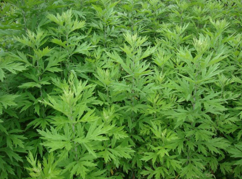 艾草哪种值钱,纯天然绿色植物艾草