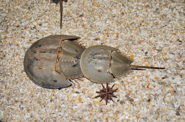 有蓝色血液的海洋生物,什么海洋生物的血液是蓝色的