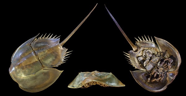 有蓝色血液的海洋生物,什么海洋生物的血液是蓝色的
