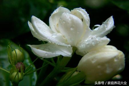 如何预防茉莉病虫害,茉莉怎么治虫害