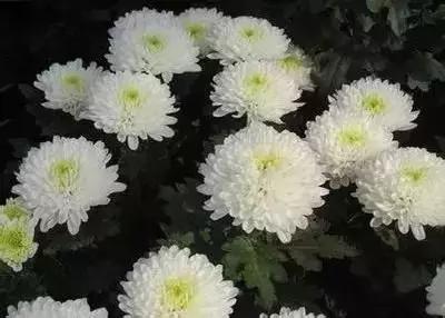100种的鲜花花语合集,100种花的寓意和花语