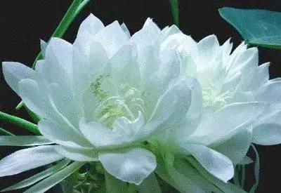 100种的鲜花花语合集,100种花的寓意和花语