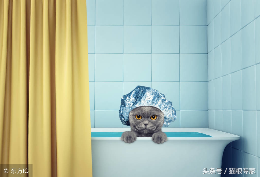 家中养猫需求留心的风水注意事项,养猫应注意哪些疾病会传染给人的