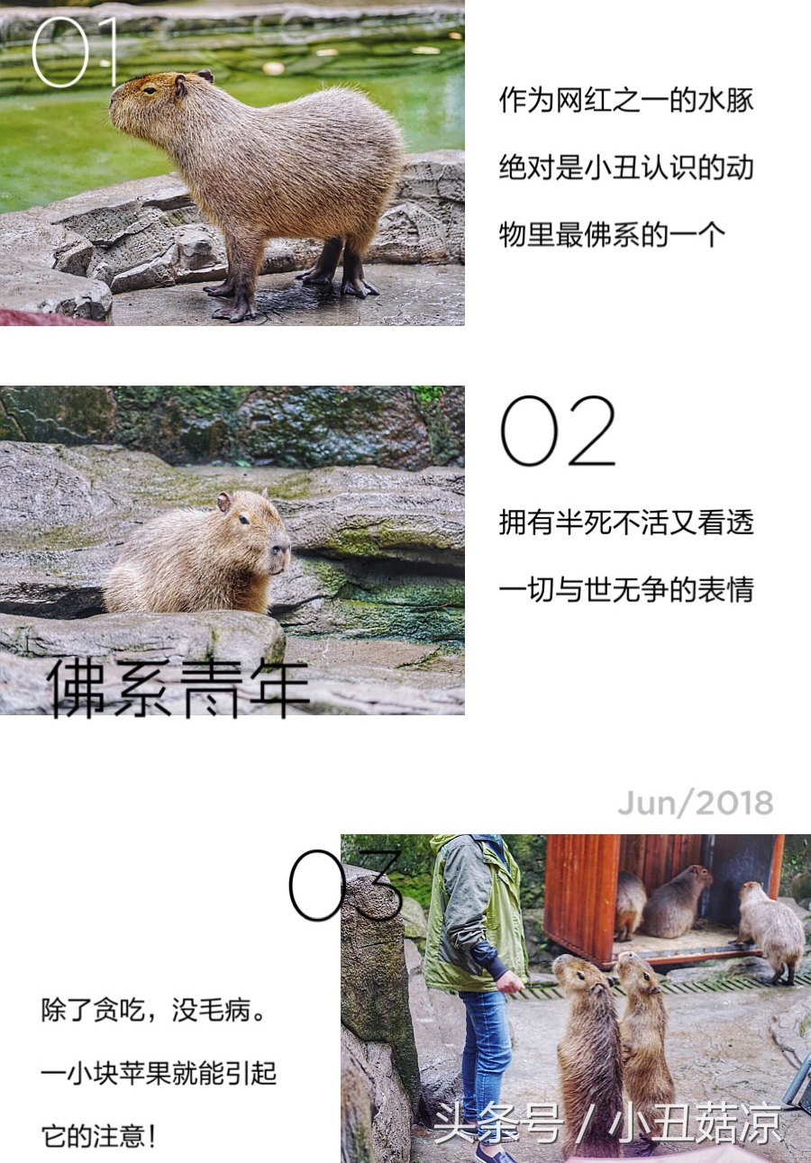 前方高能！疯狂动物城有猛兽出没，请保管好自己的谨慎脏！