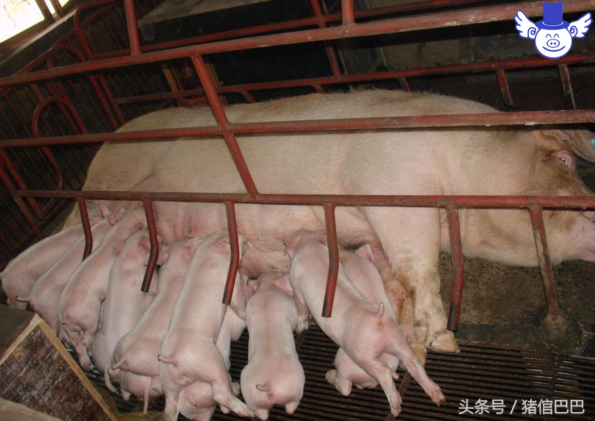 母猪得乳房炎怎么预防,母猪乳房炎发生的原因及治疗措施