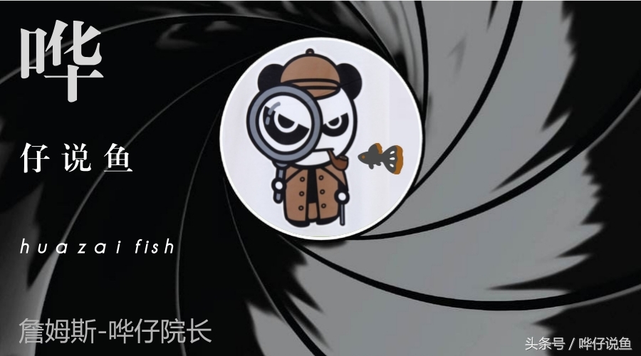 观赏虾观赏鱼,玩观赏鱼的阶段