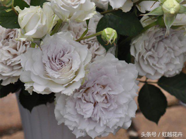 自带女性温柔与婉约的河本月季，让方寸阳台也能美丽非凡