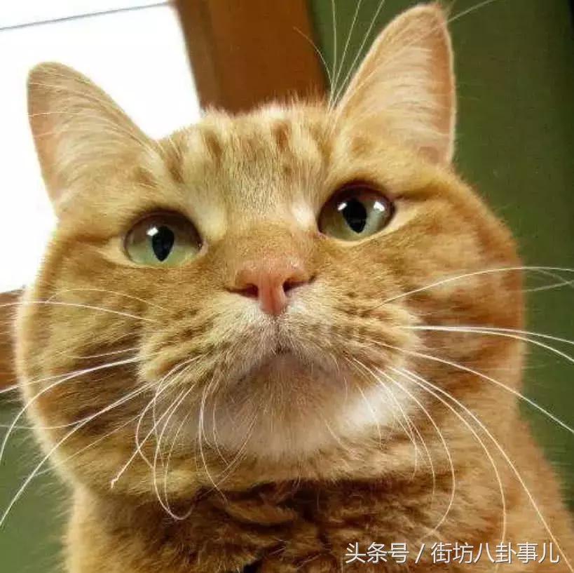 不谨慎把猫咪胡子薅下来了怎么办,不谨慎把猫咪胡子拔下来了怎么办