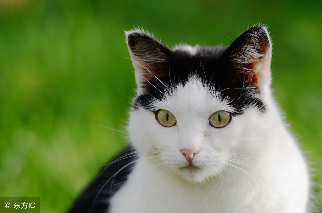 猫眼一般是多大的,猫眼猫眼睛