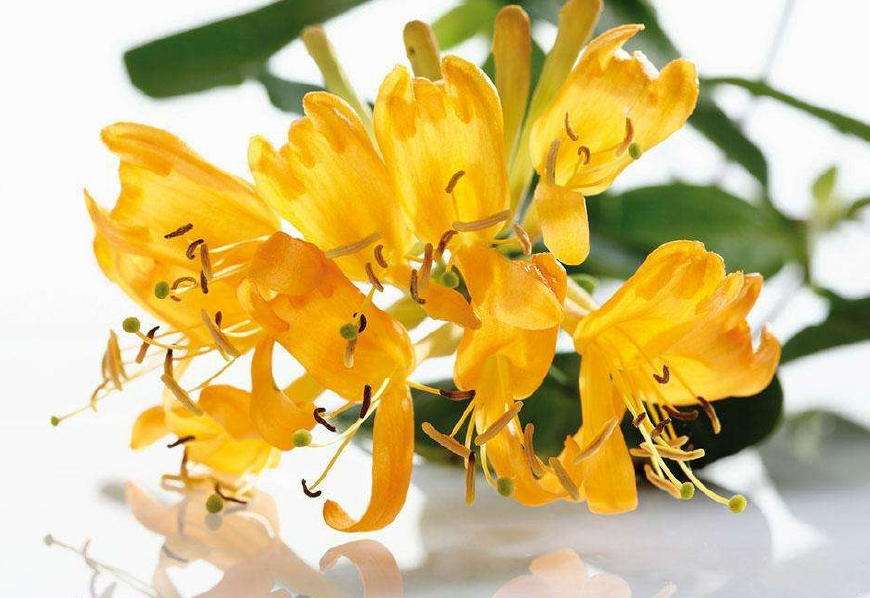 金银花一蒂二花，状如雄雌相伴，又似鸳鸯对舞，故有鸳鸯藤之称