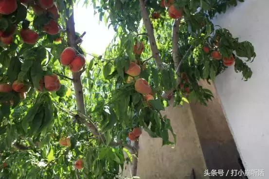 避暑民宿推荐,避暑最好的民宿排名河南
